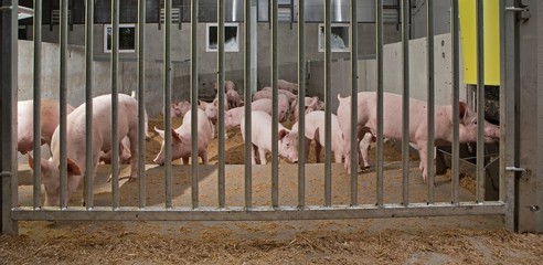 Pigs at stable. Pig breeding. Farming