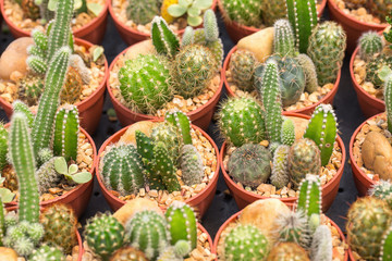 Cactus is the succulent plant with many different shapes, colors, variegated and beautiful flowers. Its native is in desert. People grow cactus for decorate in their garden, glasshouse or greenhouse