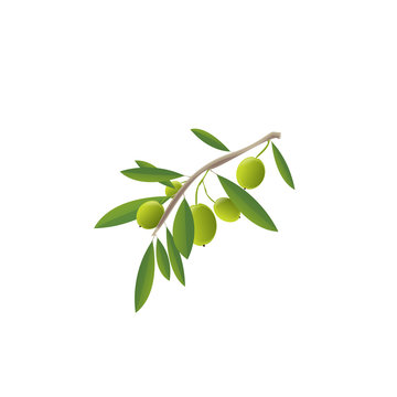 Branch with green olives and leaves in vector.