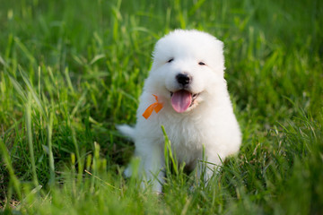 Portrait of a young maremma sheepdog outside in summer