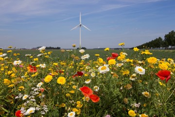 Polder with fieldflowers and windmill. Netherlands. Windenergy.