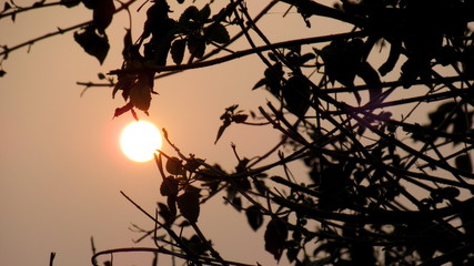sunset sun sky tree nature,