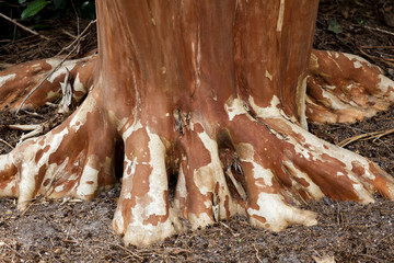 Reddish orange crepe myrtle trunk and roots in early spring.