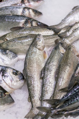 Gilthead (Sparus aurata) on ice at the seafood booth. Healthy and healthy food