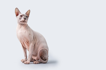 Sphynx Hairless Cat
