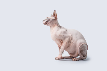 Sphynx Hairless Cat
