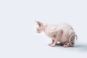 Sphynx Hairless Cat