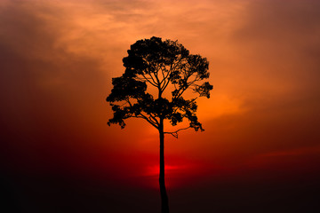Silhouette of a tree on sunset background.