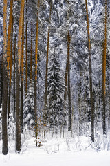 The winter forest
