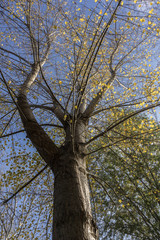 Prospettiva di un albero nel parco degli acquedotti