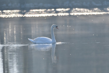 reflection in water of swimming white swan on the lake