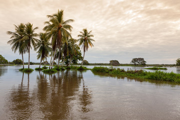 Fototapeta na wymiar Manaus, Brasil 06-2012 Viagem para Amazonas durante a cheia dos rios de junho de 2012, uma das maiores da história. Fotos em Manaus, Careiro da Várzea, Iranduba e Manacapuru.