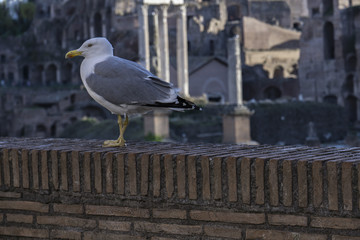 Seagull to fori imperiali