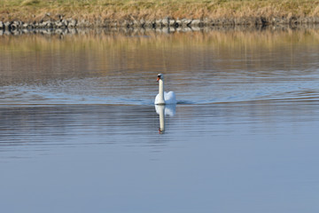 reflection in water of swimming white swan on the lake