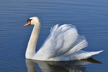 Fototapeta na wymiar reflection in water of swimming white swan on the lake