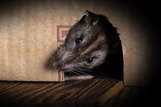 gray rat peeking out