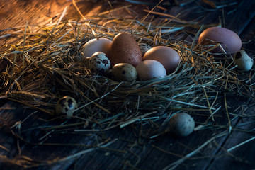 Obraz premium eggs in the nest