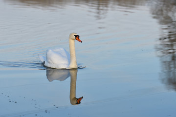 reflection in water of swimming white swan on the lake