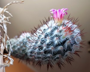 Pink flower on top