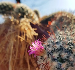 Pink cactus flower
