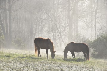 Horses in fog in pasture