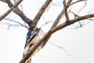 Oriental magpie robin on branch.