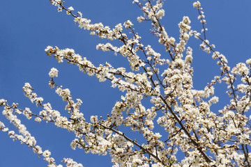 branches of a flowering fruit tree on blue sky background