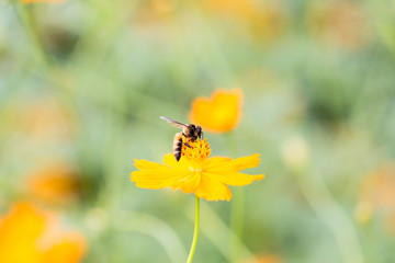 Orange Mexican Aster beautiful with a bee.