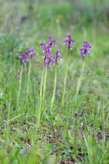Group of orchids of the species Orchis champagneuxii