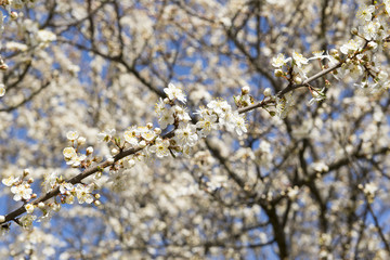 branches of a fruit tree in white flowers