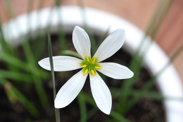 Fresh white floret in the white flowerpot
