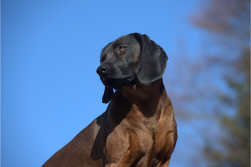 Bayerischer Gebirgsschweisshund