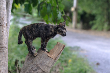 Black cat standing alert on the tree., alone concept., with copy space for text.