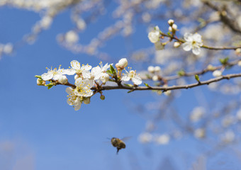 branch with white flowers on a blue sky background, flying bee