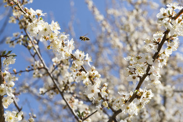 branch with white flowers on a blue sky background, flying bee, petals
