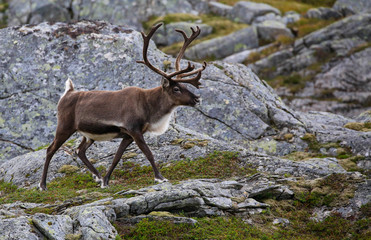 Reindeer on Seterfjellet mountain in Northern Norway - Brønnøy