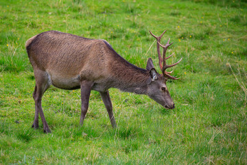Deer  in Northern Norway