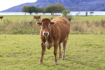 Fototapeta na wymiar Cow on pasture in Northern Norway