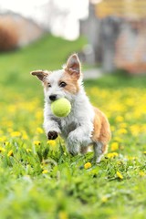 terrier dog running in grass field with ball in mouth