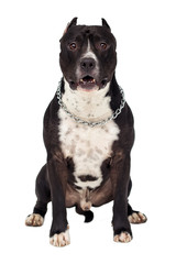 Staffordshire terrier dog  looking