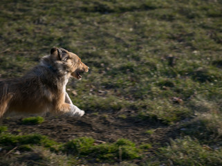 Running dog