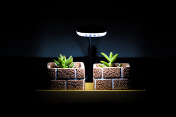 Use the light for plant grow in the night. Cactus : Haworthia.