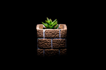 Use the light for plant grow in the night. Cactus : Haworthia.