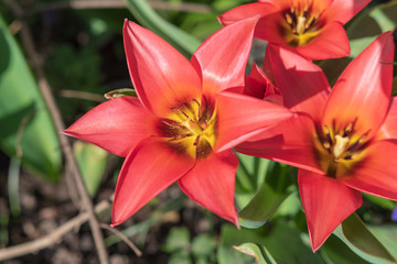 Rote Blumen im Frühling