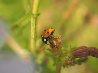 The flower plants crawling ladybug beetle.