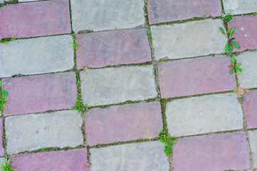 top view of multicoclored garden tile with grass.