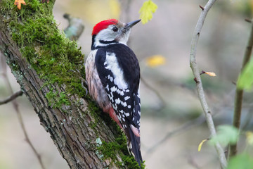 Mittelspecht (Leiopicus medius) an einem Baumstamm im Naturschutzgebiet Mönchbruch bei Frankfurt, Deutschland.