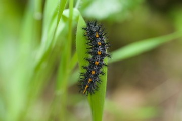 Austin Creek State Recreation Area - is home to a number of insects, including different types of butterflies, dragonflies, damselflies, beetles and grasshoppers. Caterpillar Speyeria.