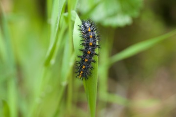 Austin Creek State Recreation Area - is home to a number of insects, including different types of butterflies, dragonflies, damselflies, beetles and grasshoppers. Caterpillar Speyeria.