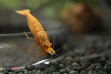 Obraz na płótnie Canvas neocaridina shrimp